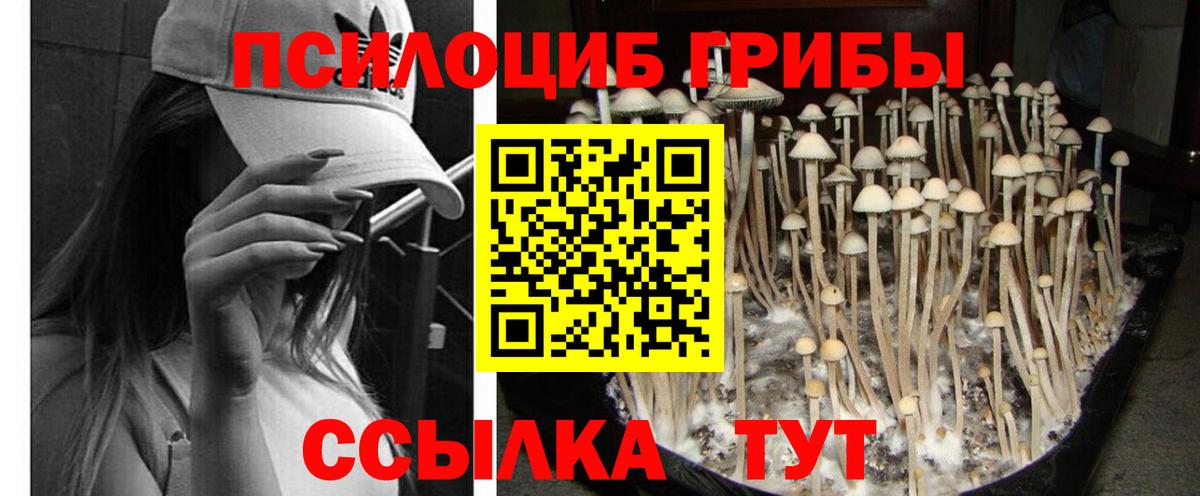 Псилоцибиновые грибы Cubensis Кизляр